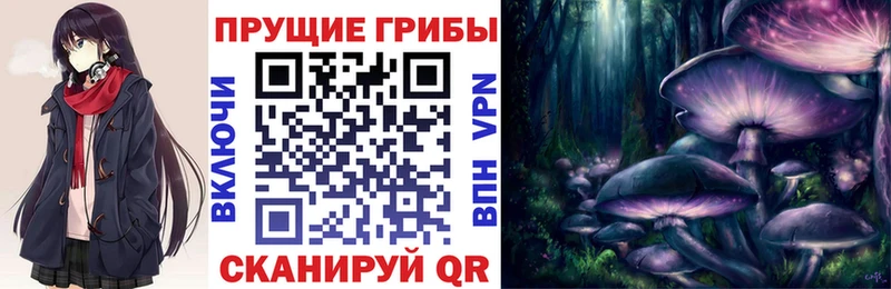 Псилоцибиновые грибы Psilocybe Лысково
